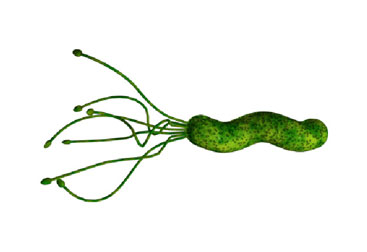 h-pylori